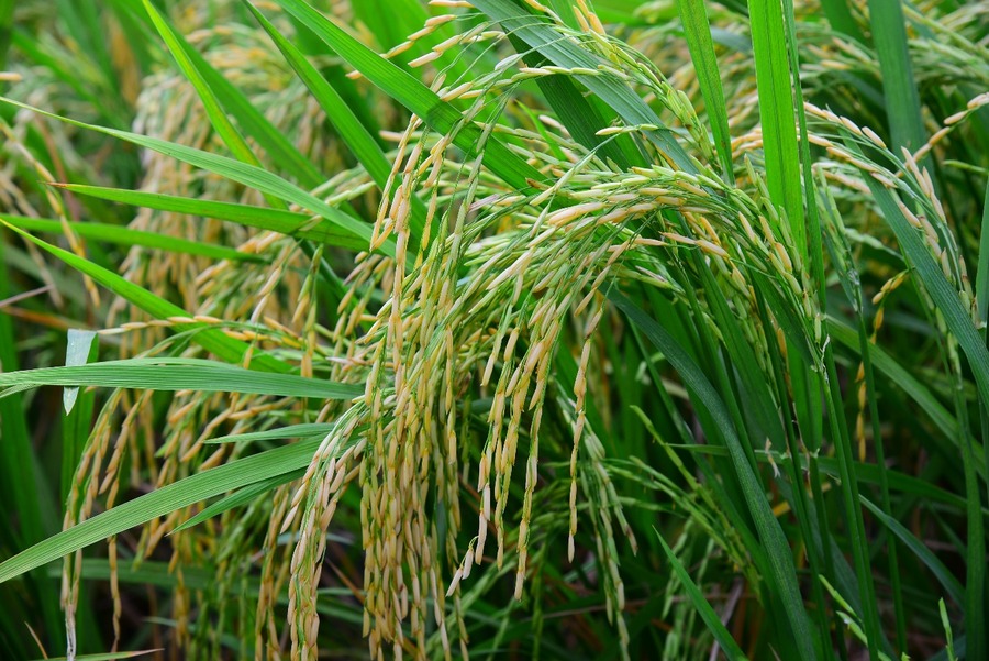 Paddy