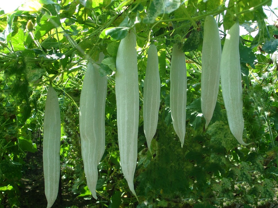 Snake Gourd BSS 694 F1