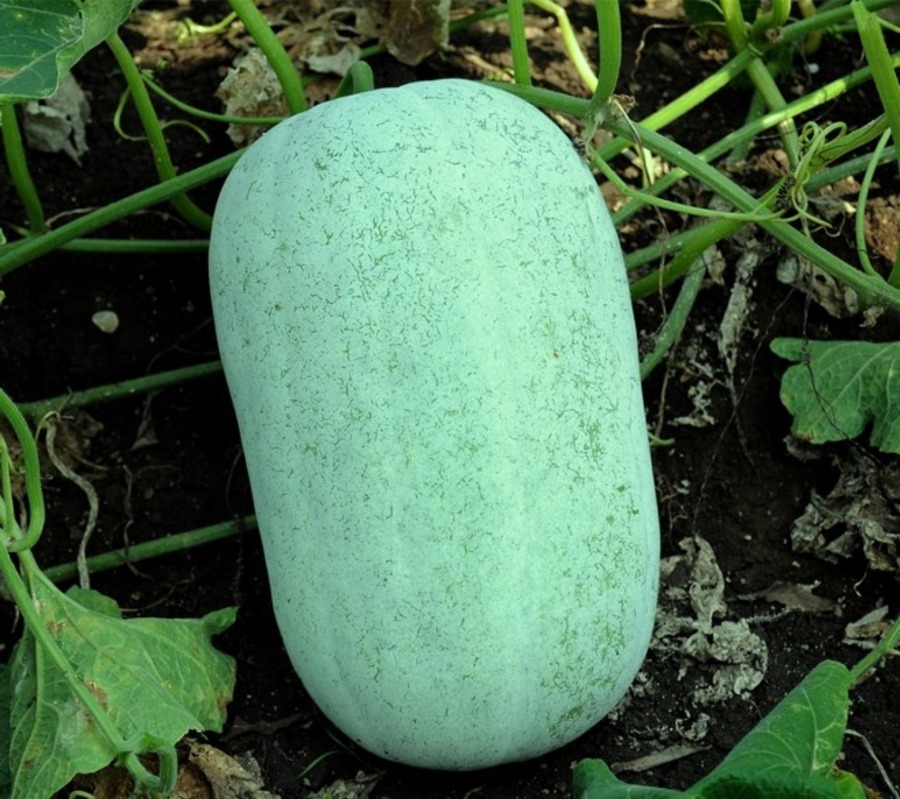 Ashgourd