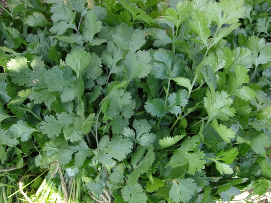 Coriander