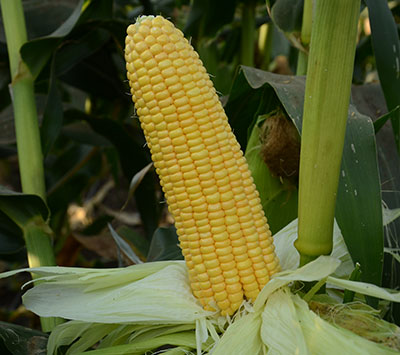 Sweet Corn