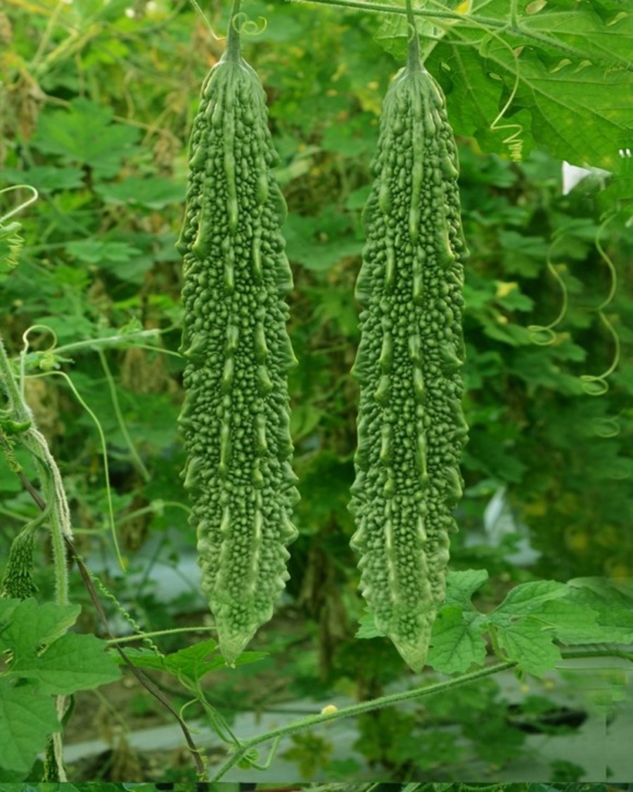 Bitter Gourd