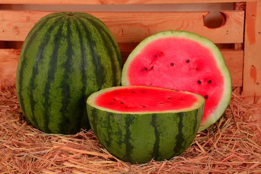 Watermelon KSP 1465 Tansen F1