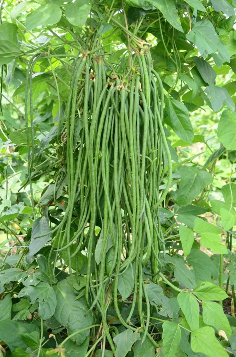 Beans Yard Long