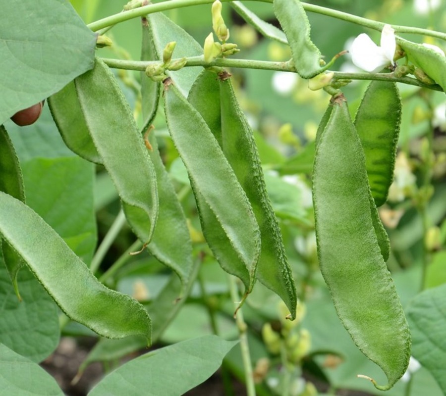 Beans Dolichos