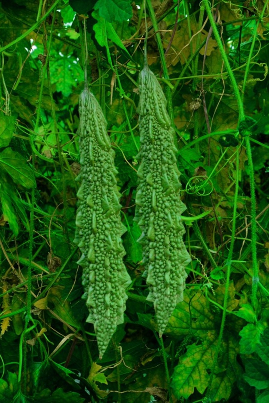 Bitter Gourd