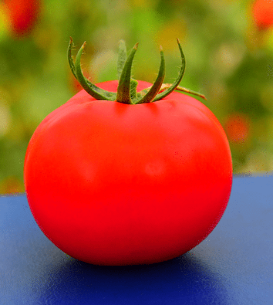 Tomato KSP 1699 F1