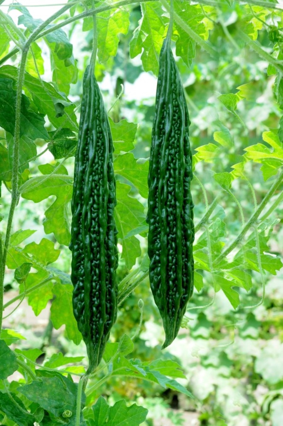 Bitter Gourd