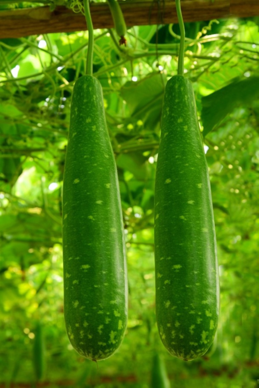 Bottle Gourd