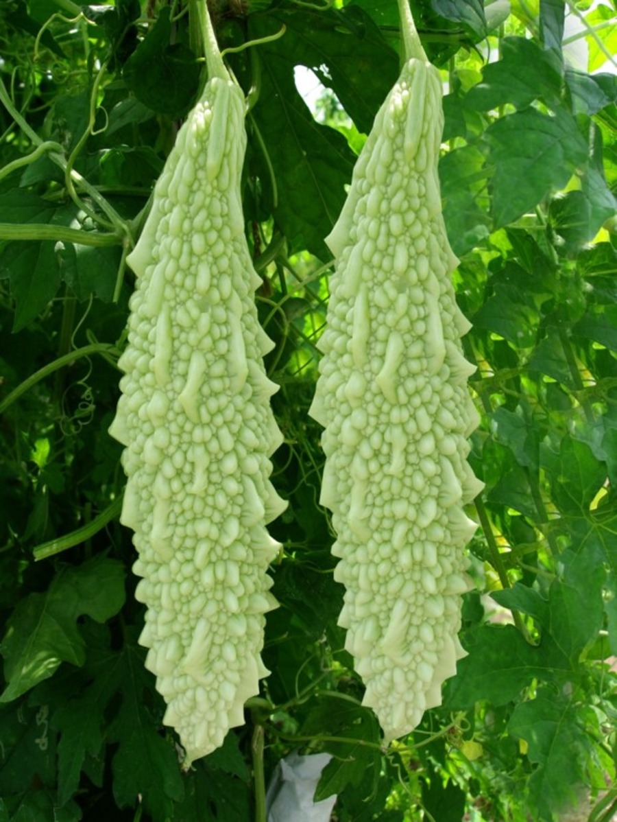 Bitter Gourd