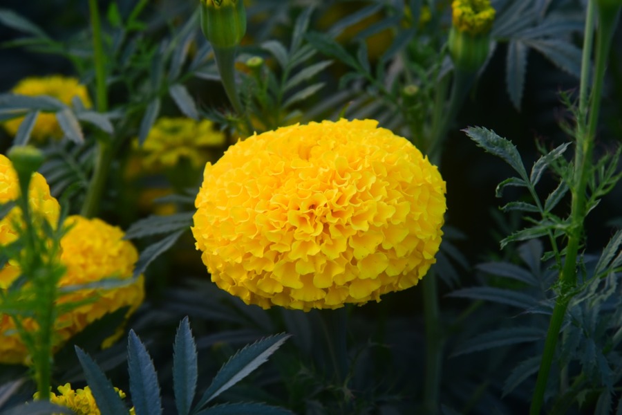 Marigold