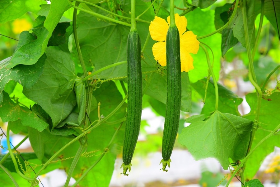 Sponge Gourd KSP 1791 F1