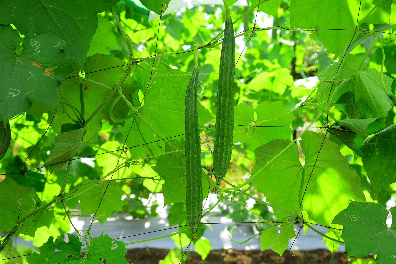 Ridge Gourd