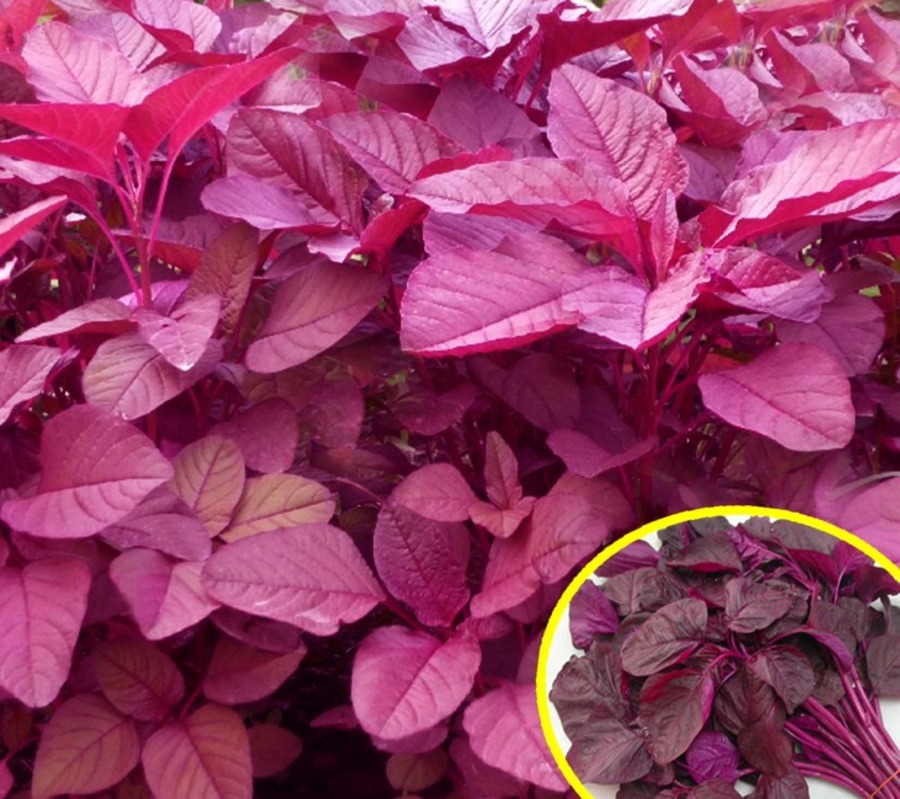 Amaranthus