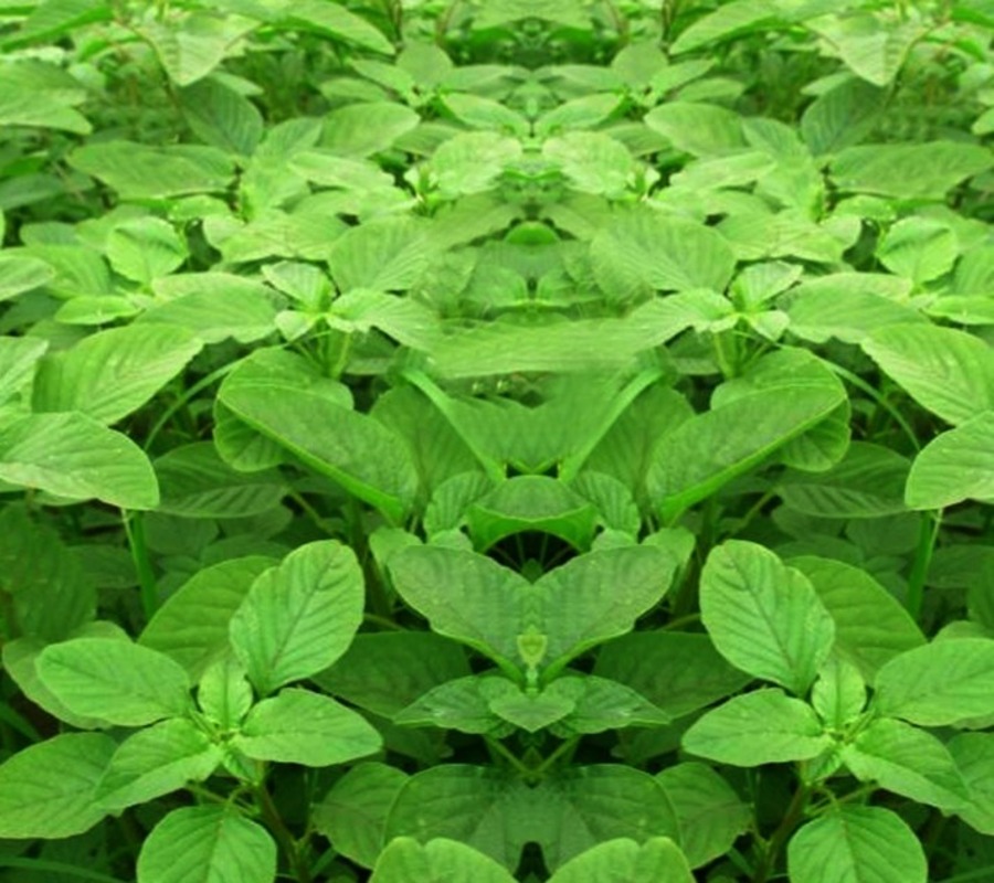 Amaranthus