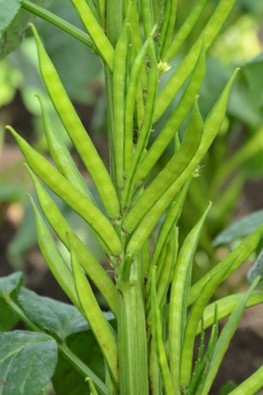 Cluster Beans