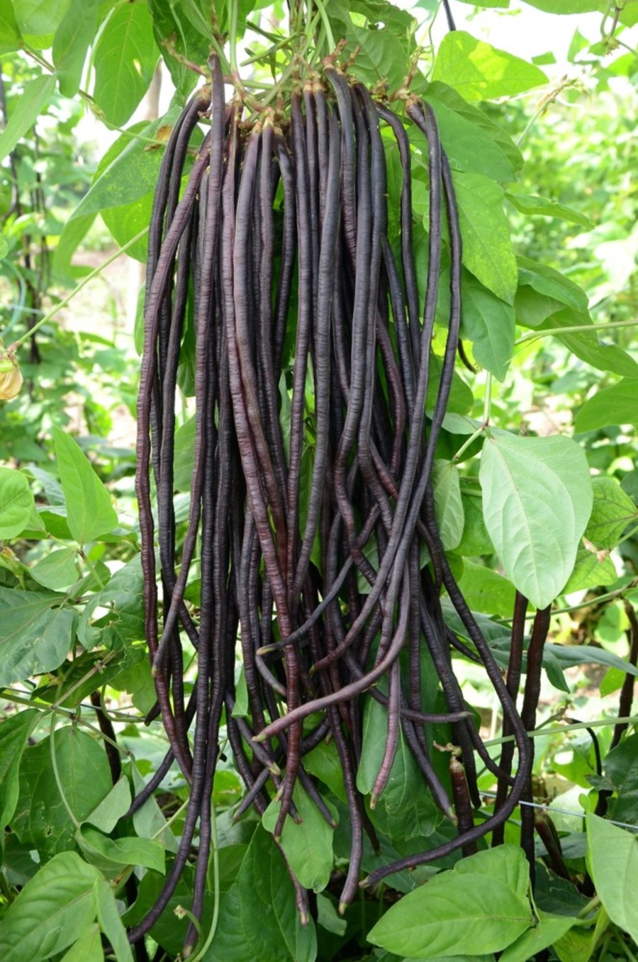 Beans Yard Long