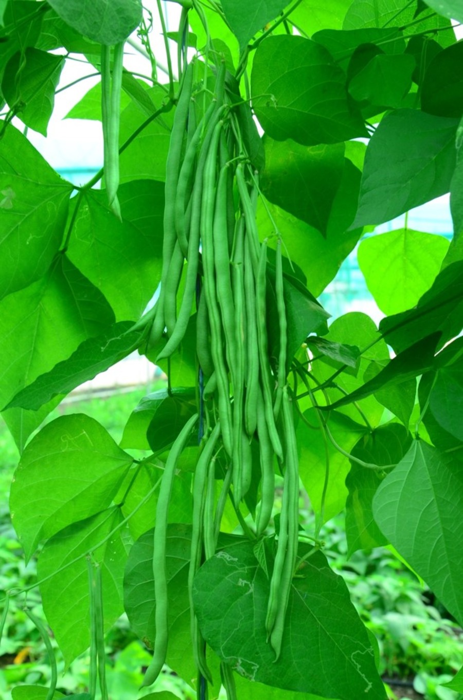Beans French
