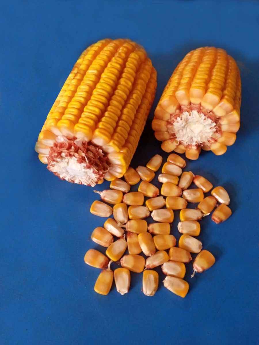 Maize KSP 5483 F1