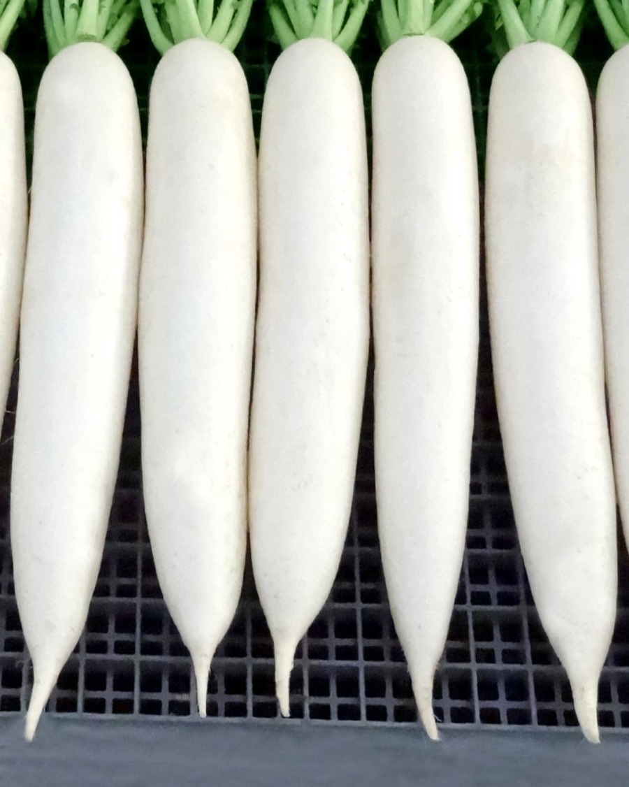 Radish