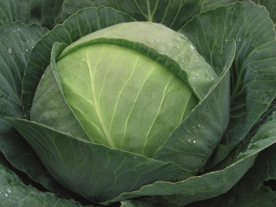 Cabbage