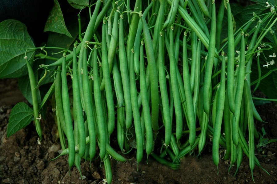 Beans French