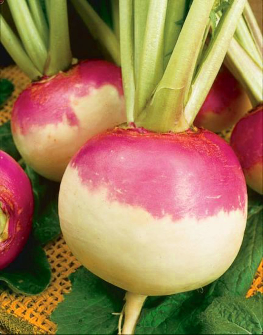 Turnip KSP 5454
